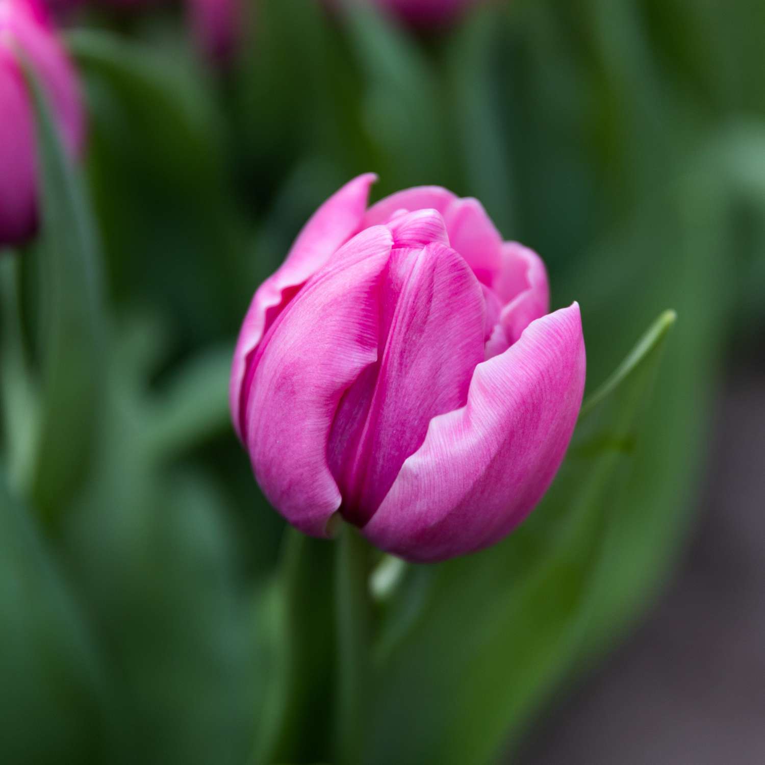 Tulppaani 'Double You'